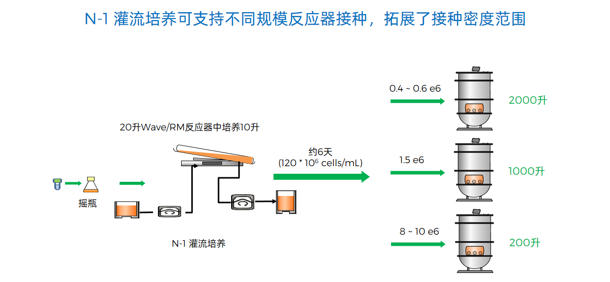 N-1 灌流培养可支持不同规模反应器接种，拓展了接种密度范围